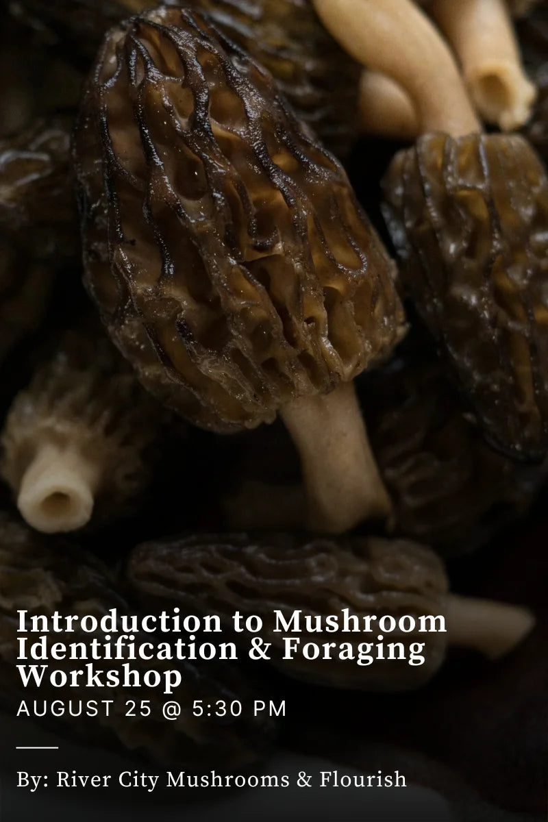 Introduction to Mushroom Identification & Foraging Workshop - August 25